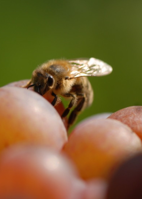 Traminer ANT 0913